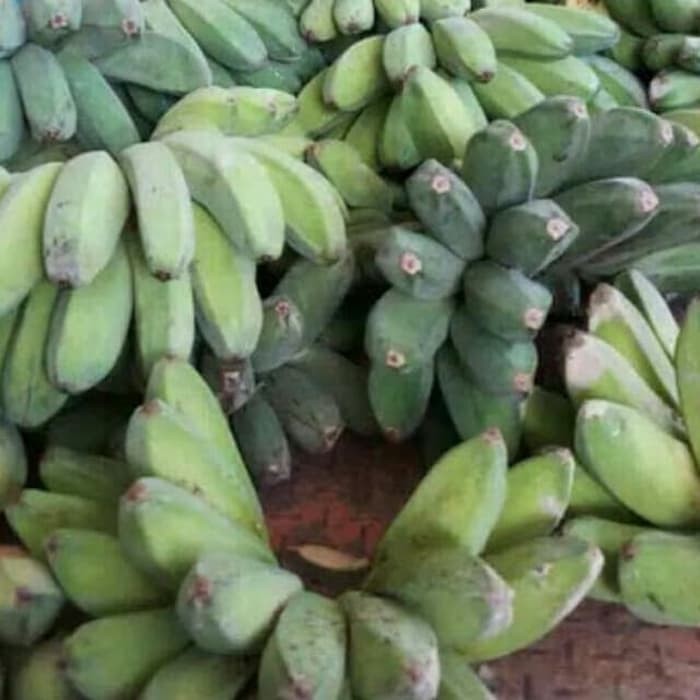 Ini Manfaat Pisang Kepok Bagi Kesehatan Manusia