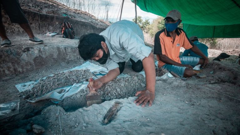 Penemuan Fosil Gajah Purba Pecah Teori Wallace