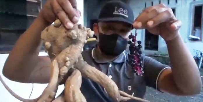 Petani di Banyuwangi menunjukkan hasil budidaya ginseng.