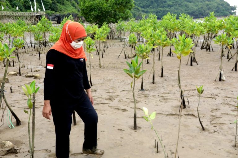 Tekan Emisi Karbon, Gubernur Khofifah Ajak Masyarakat Gencarkan Nandur Mangrove