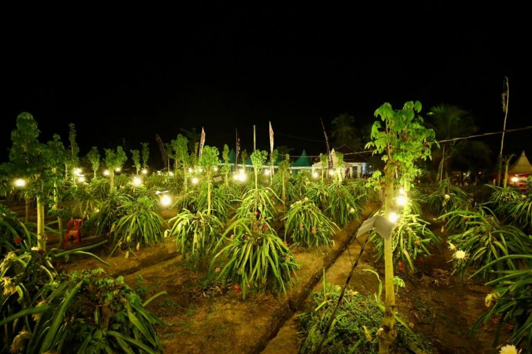 Pakai Lampu Listrik, Buah Naga Banyuwangi Bisa Panen Sepanjang Tahun