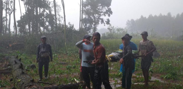 Seorang Penyadap Pinus di Banyuwangi Tewas Tertimpa Pohon 