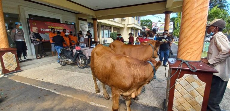 Komplotan Pencuri Ternak Sapi Ditangkap Polisi