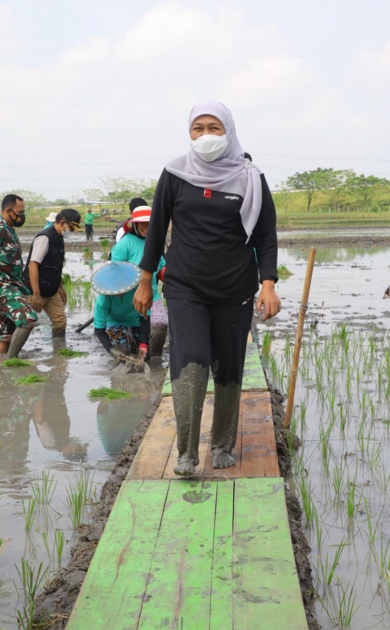 Gubernur Khofifah Galakkan Aksi Percepatan Tanam Padi di Ngawi