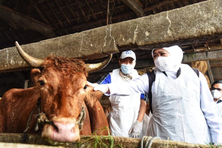 Gubernur Kawal Pengobatan Hewan Ternak yang Terinfeksi Penyakit Mulut dan Kuku di Gresik