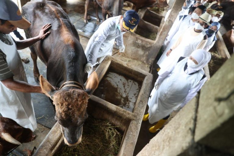 Gubernur Tutup Pasar Hewan Daerah Terdampak dan Karantina Berbasis Kandang Tangani Wabah PMK Sapi