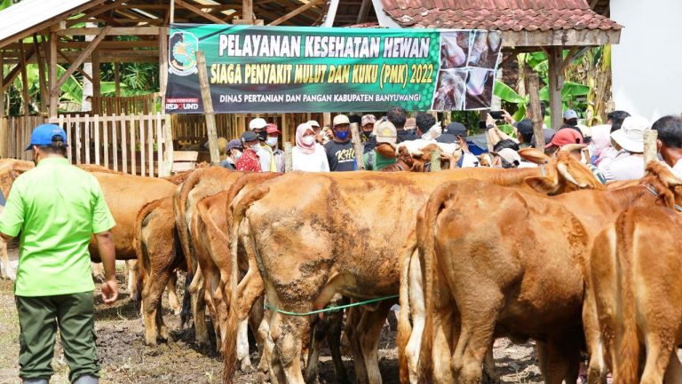 Zero Kasus PMK, Pasar Hewan di Banyuwangi Tetap Buka