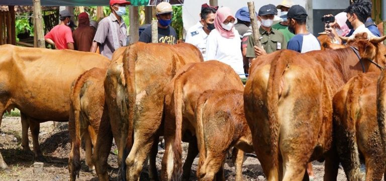 Wabah PMK Mengganas, Harga Ternak Sapi di Banyuwangi Meroket