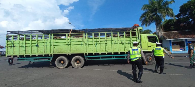 Waspadai Meluasnya Wabah PMK, Petugas Gabungan Razia Truk Ternak di Pelabuhan Ketapang 