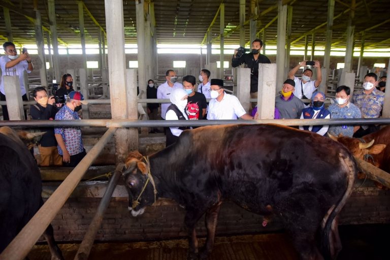 Hewan Kurban di Jatim Sehat dan Surplus