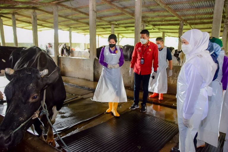 Jelang Idul Adha, Gubernur Pantau Distribusi Vaksin PMK di Jatim