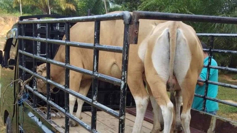 Dua Ekor Sapi Lapas Nunukan Terjual