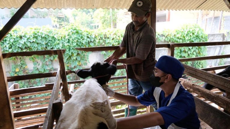 Pemkot Surabaya Vaksinasi PMK, Targetkan 600 Sapi