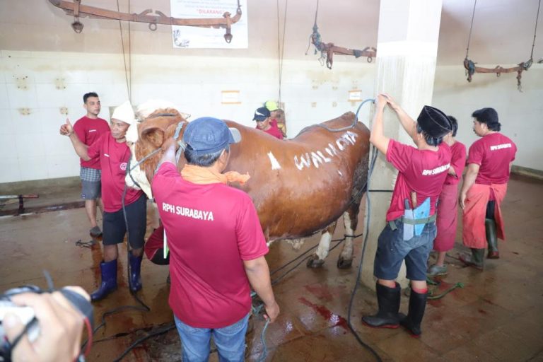 Pemkot Surabaya Salurkan 59 Hewan Kurban ke Masjid