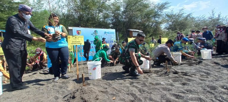 Cegah Abrasi, Personel Kodim Banyuwangi Tanam 5.000 Mangrove di Pesisir Surganya Pendaratan Penyu 