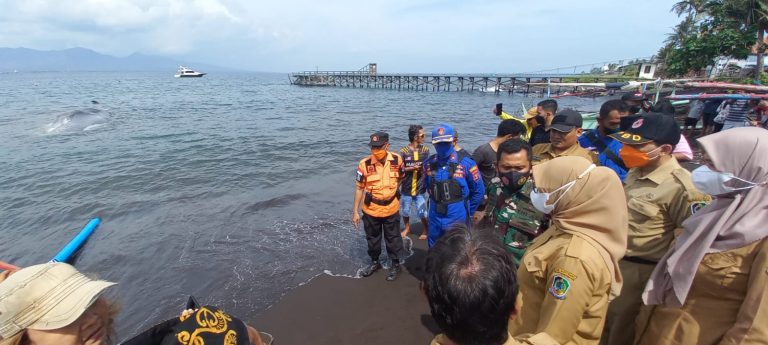 Bupati Banyuwangi Minta Paus yang Mati Terdampar Dikuburkan dengan Layak