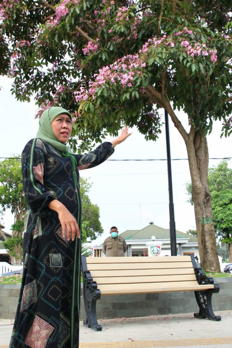 Terpukau Keindahan Bunga Tabebuya di Jombang, Gubernur Ajak Masyarakat Nikmati Suasana Jalan ala Negeri Sakura
