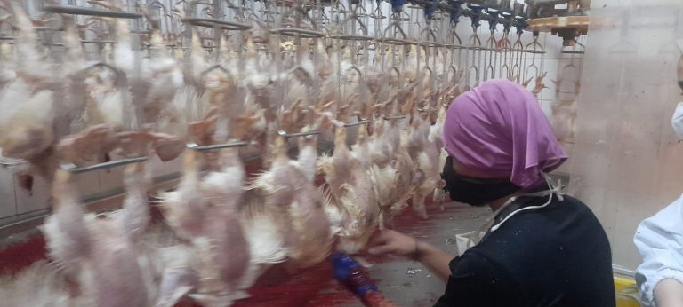 Ayam Potong Diproyeksi Surplus, ini Saran KBI pada Pengusaha Agar Memanfaatkan RG