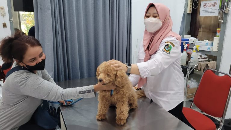 Banyuwangi (pawartajatim.com) - Tingginya populasi anjing membuat Pemkab Banyuwangi siaga. Mencegah rabies, puluhan ekor anjing piaraan menjadi sasaran vaksinasi. Selain anjing, vaksinasi juga menyasar kucing, kera dan musang piaraan. Sedikitnya 450 dosis vaksin disiapkan. Selain hewan piaraan, vaksinasi juga menyasar anjing liar. Targetnya, hewan piaraan maupun liar bisa dicegah dari penularan rabies. “ Saat ini memang belum ditemukan kasus rabies. Ini sifatnya pencegahan,” kata Bupati Banyuwangi Ipuk Fiestiandani, Senin (3/10/2022) siang. Menurutnya, Banyuwangi yang berdekatan dengan Bali harus ikut siaga menjaga penyebaran raibes. Apalagi, penyakit ini tidak hanya menular dari hewan ke hewan. Namun, berpotensi menular ke manusia. Vaksinasi hewan secara massal ini melibatkan 11 Pusat Kesehatan Hewan (Puskeswan) di Banyuwangi. Sebelum dilakukan vaksinasi, hewan piaraan maupun hewan liar dilakukan skrining kesehatan. Bagi yang dinyatakan layak, langsung divaksin. Usai divaksin, hewan piaran langsung diberikan sertifikat vaksinasi rabies. Sementara bagi hewan yang sakit, seperti demam atau cacingan, akan ditunda di kemudian hari. Menunggu sembuh. “ Vaksinasi bisa dilakukan di Rumah Sakit Hewan terdekat. Kami siapkan tenaga gratis,” kata Kepala Bidang Kesehatan Hewan (Keswan) dan Kesehatan Masyarakat Veteriner (Kesmavet) Dinas Pertanian dan Pangan Banyuwangi, drh. Nanang Sugiharto. (udi) FOTO : Petugas melakukan vaksinasi rabies di Banyuwangi.