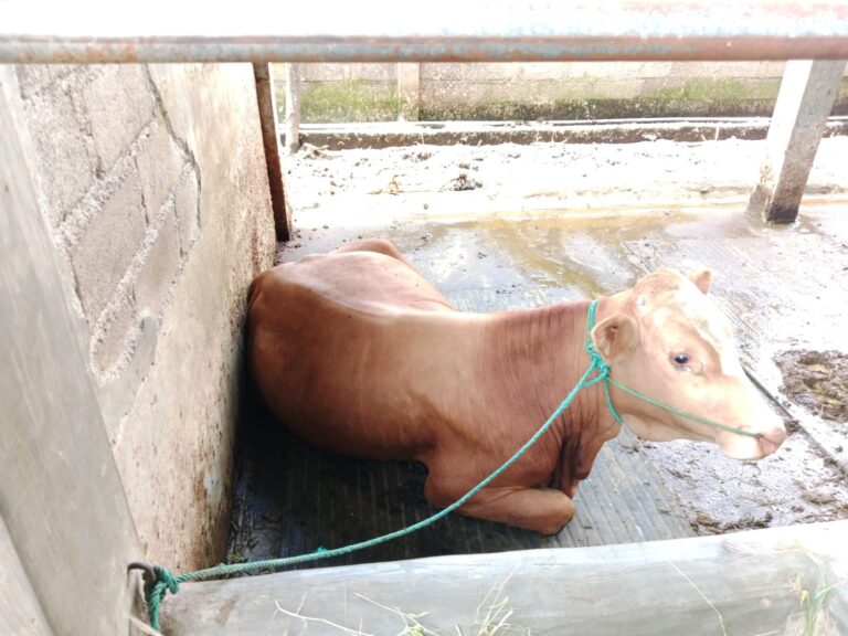 Peternak di Banyuwangi Resah, Sapi Lahir Prematur Usai Divaksin PMK