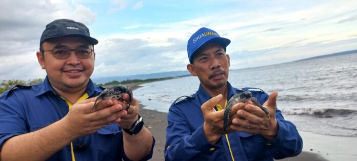 Pelepasan tukik jantan di pesisir Pulau Santen, Banyuwangi, Jumat (21/10/2022) sore.