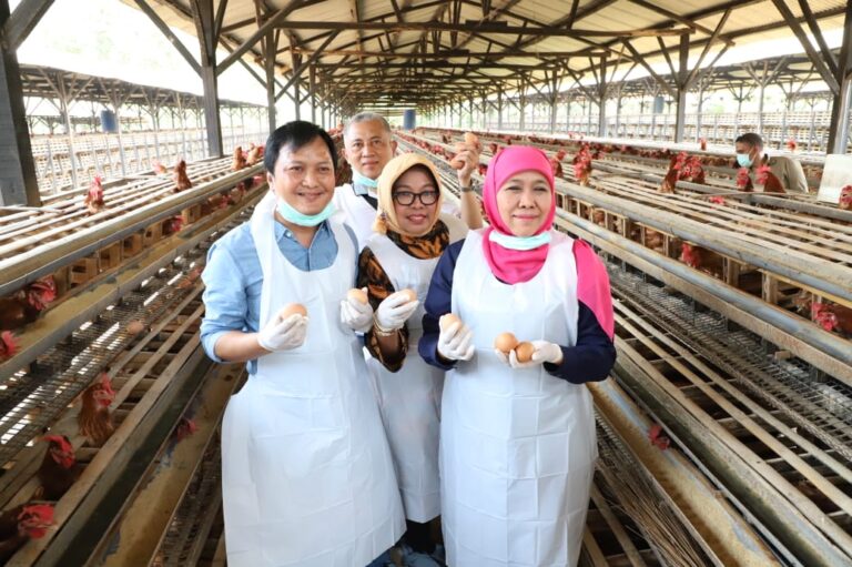 Populasi Sapi Potong, Perah dan Ayam Petelur di Jatim Tertinggi Nasional