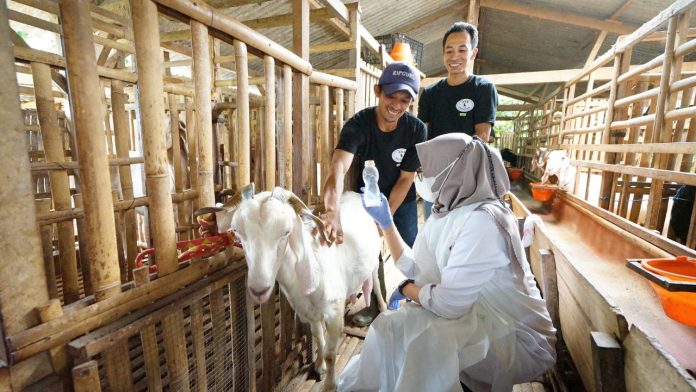 Peternak kambing perah di Desa Jambewangi, Kecamatan Sempu, Banyuwangi.