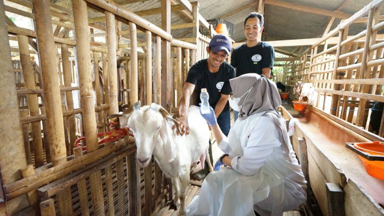 Peternak kambing perah di Desa Jambewangi, Kecamatan Sempu, Banyuwangi.