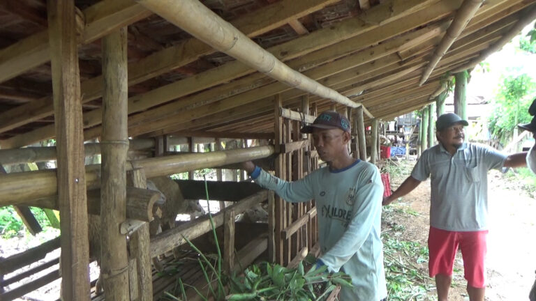 Belasan Ekor Kambing di Banyuwangi Mati Mendadak, Penyebabnya Misterius