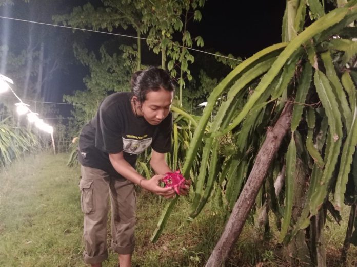Warga sedang memanen buah naga di Banyuwangi, Rabu (5/4/2023) malam.