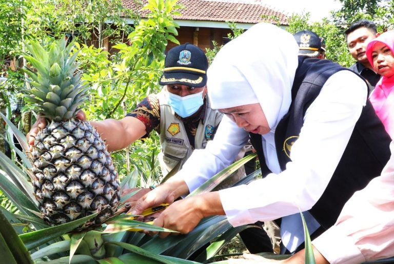 Kunjungi Kebun Buah Organik, Gubernur Apresiasi Sistem Pertanian Ramah Lingkungan