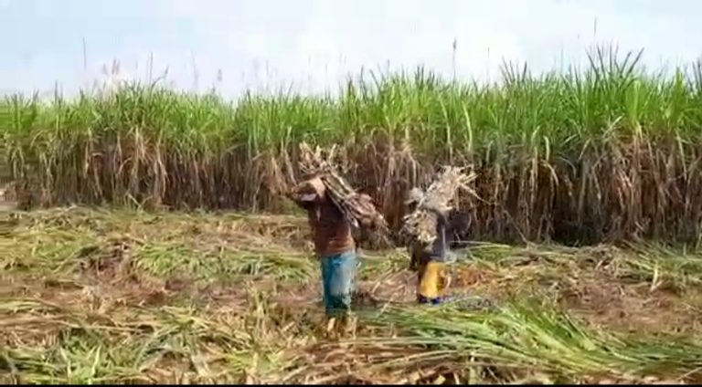 2023, PT SGN Target Produksi Gula Satu Juta Ton