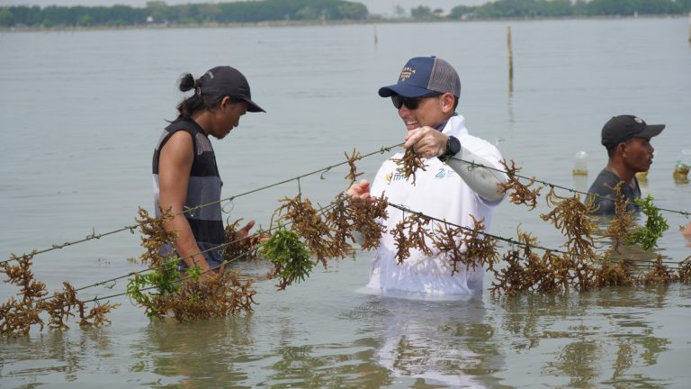 Begini Caranya, KBI Dukung Petani Rumput Laut