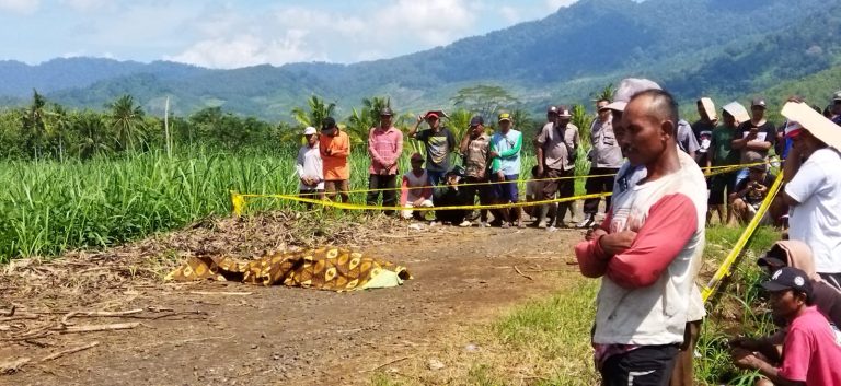 Warga melihat buruh kebun yang tewas diserang orang misterius di Desa Barurejo, Kecamatan Siliragung, Banyuwangi, Kamis (4/5/2023) pagi. (foto/ist)