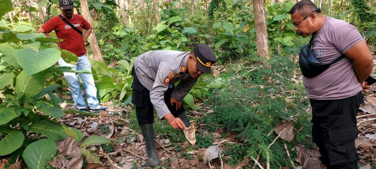 Kerangka Manusia Ditemukan di Hutan Jati, Kondisinya Berserakan