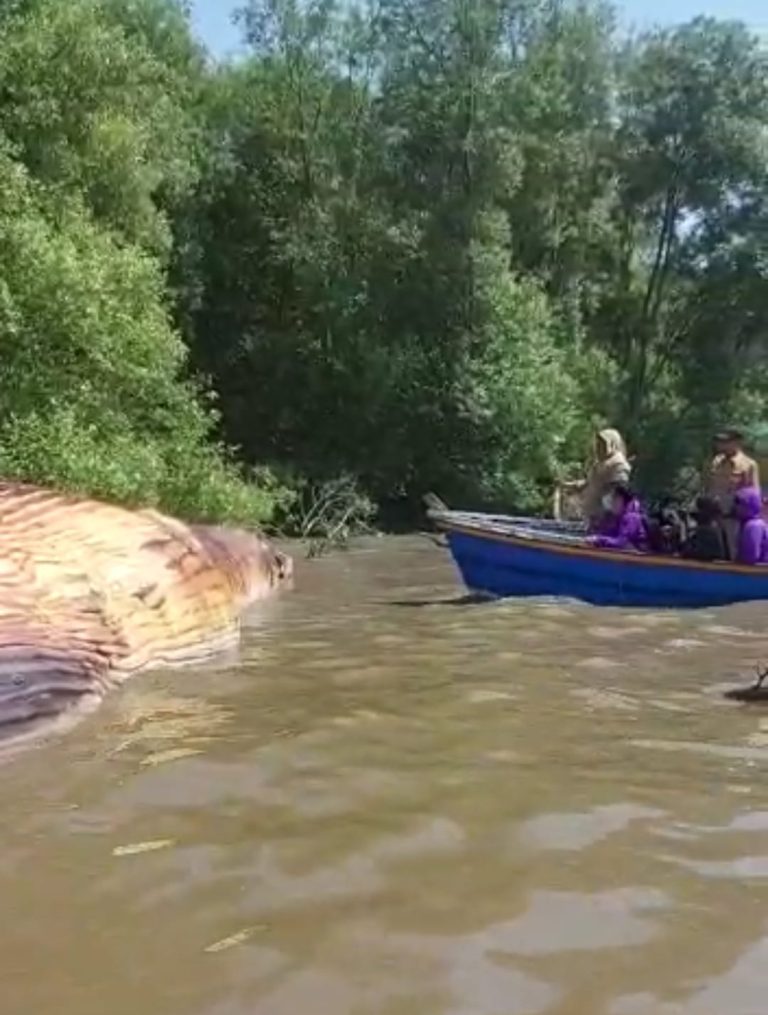 Unair Terjunkan 10 Tim Autopsi Bangkai Paus Terdampar