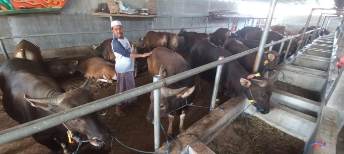Pengepul ternak sapi kurban di Klatak, Banyuwangi sedang mengecek ternak, Senin (12/6/2023). (foto/udi)