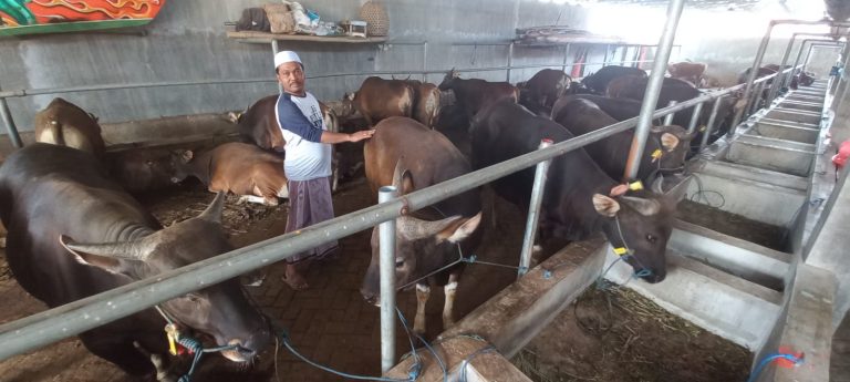 Pengepul ternak sapi kurban di Klatak, Banyuwangi sedang mengecek ternak, Senin (12/6/2023). (foto/udi)