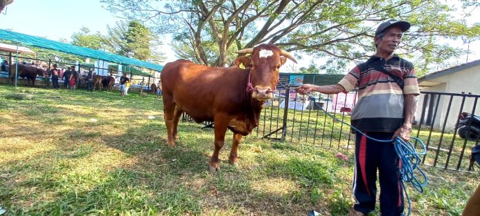 Peternak menimbang ternak sapi dalam kontes ternak di lapangan Kedayunan, Kabat, Banyuwangi, Senin (19/6/2023) siang. (foto/udi)
