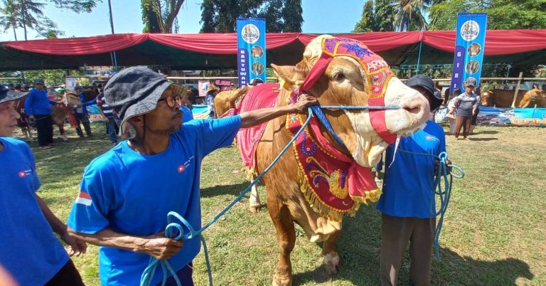 Sapi berbobot 1,136 ton menjadi juara kontes ternak di Banyuwangi, Selasa (20/6/2023) siang. (foto/udi)