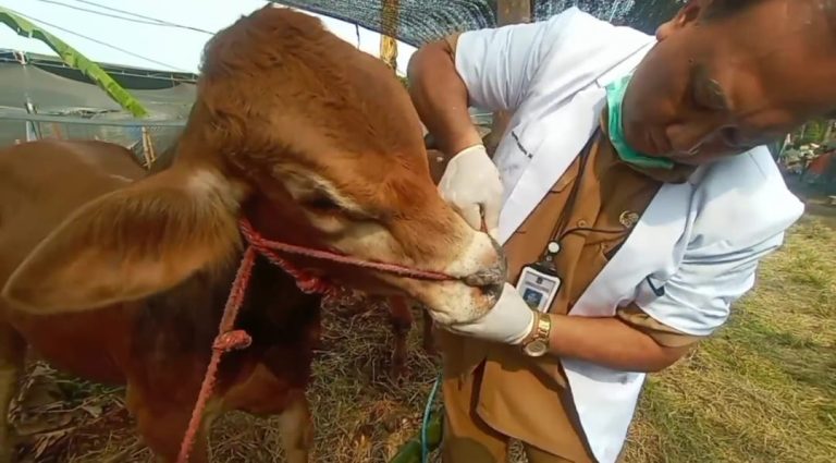 Periksa Hewan Kurban, Banyak Ditemukan Sapi Terluka