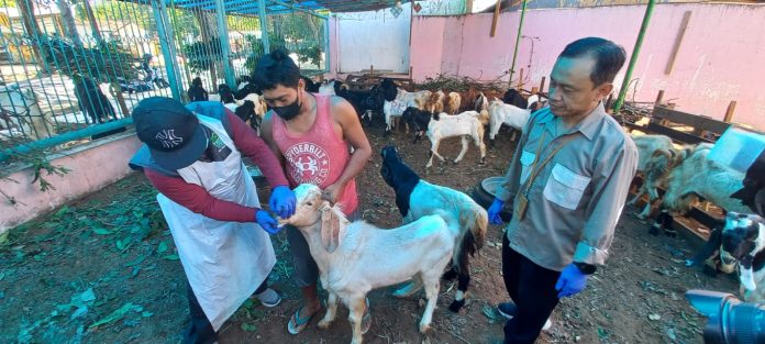 Petugas memeriksa kambing kurban di Banyuwangi untuk mengantisipasi PMK, Kamis (22/6/2023) siang. (foto/udi)