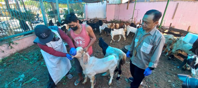 Petugas memeriksa kambing kurban di Banyuwangi untuk mengantisipasi PMK, Kamis (22/6/2023) siang. (foto/udi)