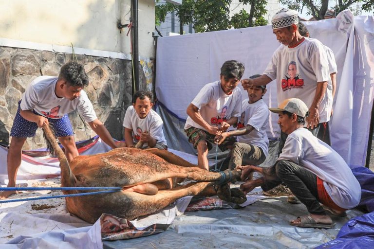 Orang Muda Ganjar Jatim Adakan Penyembelihan Hewan Qurban di Surabaya