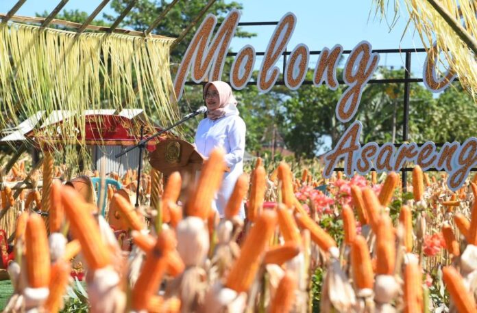 Panen raya jagung di Desa Alasrejo, Kecamatan Wongsorejo, Banyuwangi, Selasa (11/7/2023) siang. (foto/ist)
