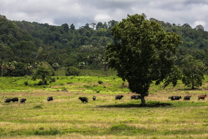 Taman Nasional Alas Purwo Banyuwangi yang dikenal mistis. (foto/ist)