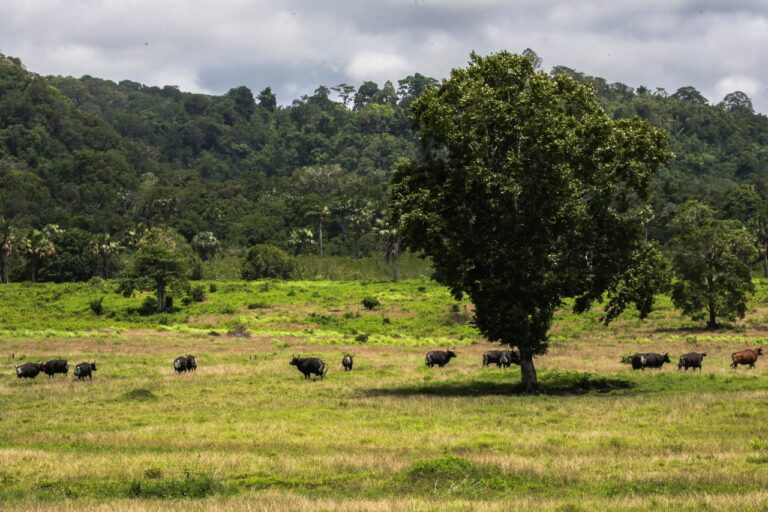 Taman Nasional Alas Purwo Banyuwangi yang dikenal mistis. (foto/ist)