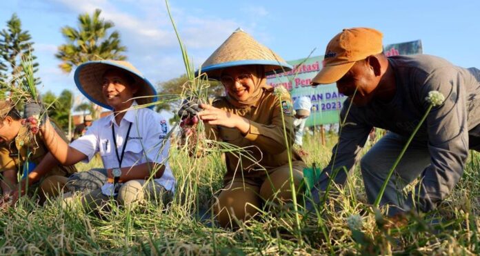 Panen raya bawang merah di Wongsorejo, Banyuwangi. (foto/ist)