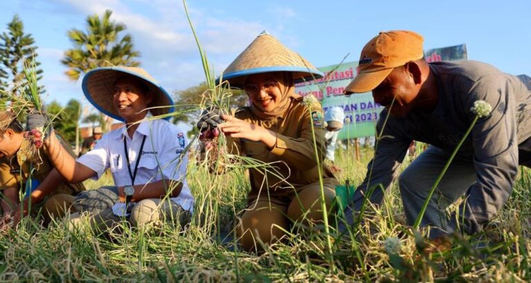 Panen raya bawang merah di Wongsorejo, Banyuwangi. (foto/ist)
