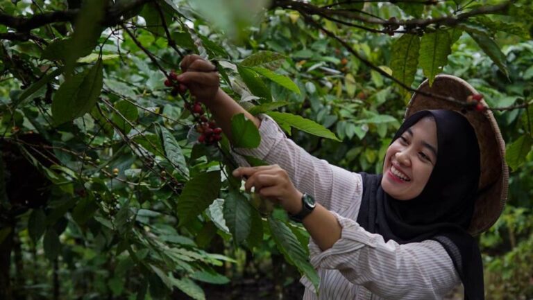 Wisatawan menikmati wisata petik kopi di Gombengsari, Kalipuro, Banyuwangi. (foto/ist)